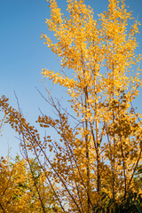 Fototapeta premium 銀杏