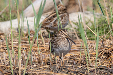 Common snipe or Gallinago gallinago standing in wildlife