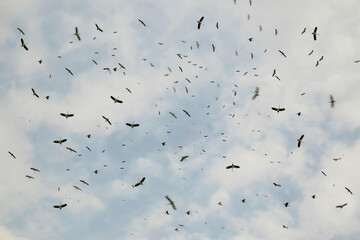 Cranes flying to the sky