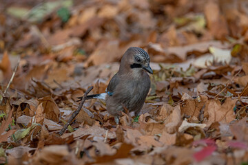 Closeup of Eurasian Jay ( Garrulus glandarius) in its natural habitat