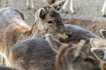 portrait of a deer in a zoo