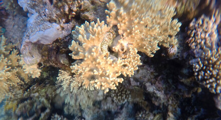 Tropical coral reef. Ecosystem and environment. Egypt. Near Sharm El Sheikh