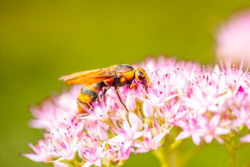 Golden digger wasp picks honey on a flower