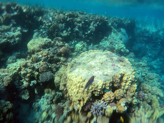 Tropical coral reef. Ecosystem and environment. Egypt. Near Sharm El Sheikh