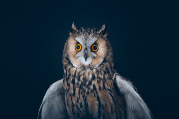 Amazing Long-Eared Owl in studio against black background with beautiful orange eyes. 