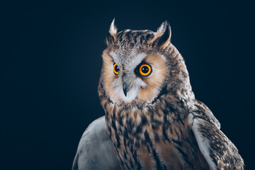 Amazing Long-Eared Owl in studio against black background with beautiful orange eyes. 