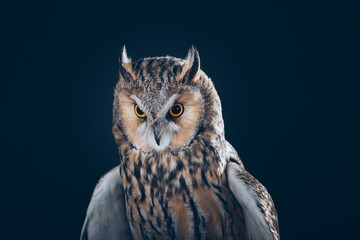 Amazing Long-Eared Owl in studio against black background with beautiful orange eyes. 