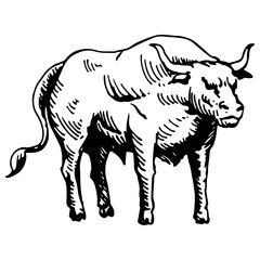 Vector illustration. Black and white sketch, isolated, on a white background. Big young bull. Cow. Drawing by hand in vintage style. Meat, beef. Farm products.