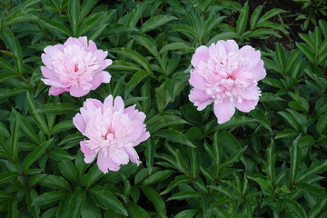 Dark green leaves and three light pink flowers of peonies in May
