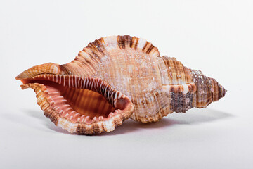 Seashell on a white background for cutting out an object