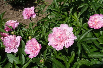 Pastel pink flowers of peonies in mid May