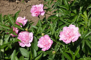 Pink flowers of peonies in mid May