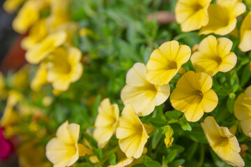 Obraz na płótnie Canvas Yellow petunia flower (Petunia hybrida),Blooming in the garden