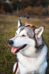 Husky dog with a fallen orange maple leaf on his head in the park in autumn
