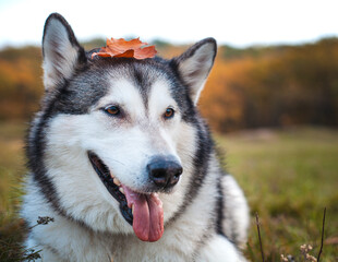 Husky dog with a fallen orange maple leaf on his head in the park in autumn