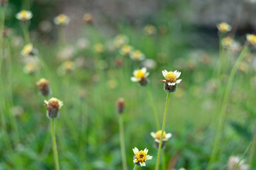 Beautiful grass flower on the fields, Bandung Indonesia