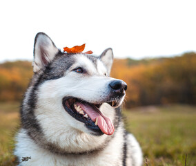 Husky dog with a fallen orange maple leaf on his head in the park in autumn