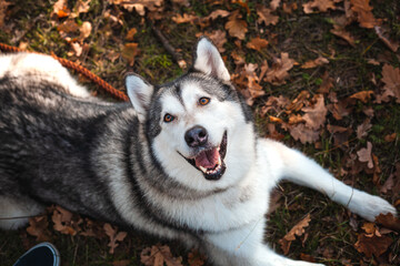 Husky dog on fallen orange leaves in the park in autumn