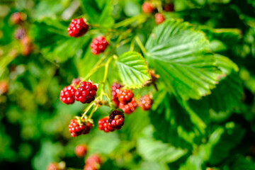 Ripe raspberry on green branch in forest