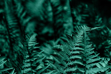 Natural floral fern background.