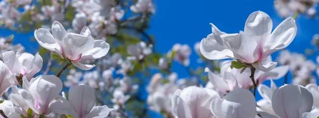 Fototapeten Magnolie  Panorama white magnolia flowers in the sun.  © lms_lms