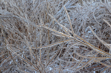 Winter background or landscape nature in winter ice on tree branches frozen forest crystal