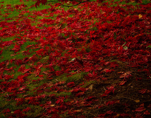 Naklejka na ściany i meble A blanket of Acer leaves in Sheffield Park in Autumn
