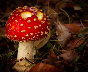 Agaric Toodstool in Sheffield Park in Autumn