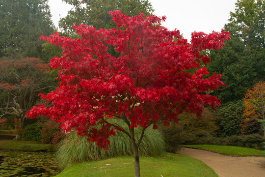 A magnificent Japanese Maple tree in Sheffield Park in Autumn