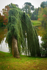 Weeping Willow in Sheffield Park in Autumn