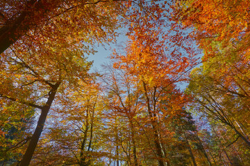 Fototapeta premium autumn in the forest