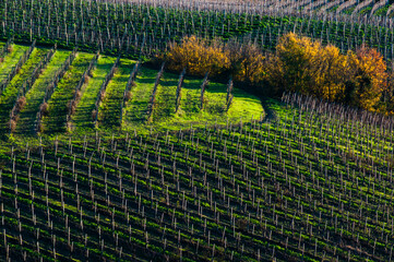 Colline toscane lavorate a vigneti
