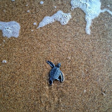 Directly Above Shot Of Hatchling On Shore At Beach