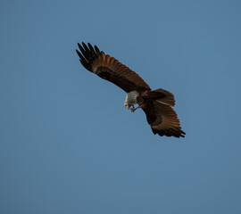 A red backed sea Eagle flying in the blue sky and looking and hunting prey