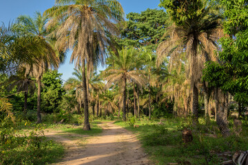 Fototapeta na wymiar Paisaje boscoso en la pequeña aldea de Edioungou, en los alrededores de Oussouye, en la región de Casamance, en el sur del Senegal