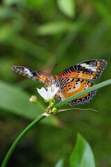 butterfly on a flower