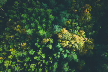 Fototapeta na wymiar Aerial view of color autumn forest