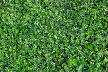 Grassy vegetation texture
