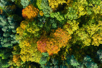 Naklejka premium Aerial top down view of vibrant colorful autumn forest