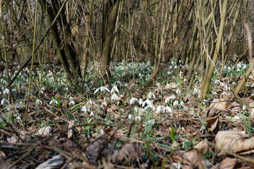 Blooming snowdrops in a forest in spring