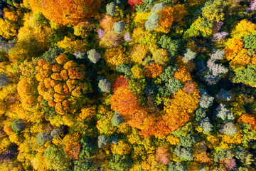 Aerial view of color autumn forest