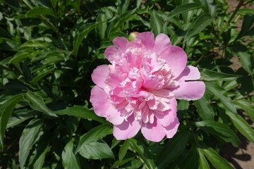Flowering one pink peony in mid May