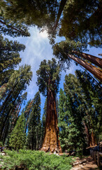 Huge Sequoia Trees In Sequoia National Park, California USA