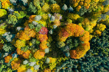 Aerial top down view of vibrant colorful autumn forest