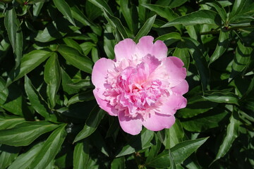 Fresh pink flower of common peony in mid May