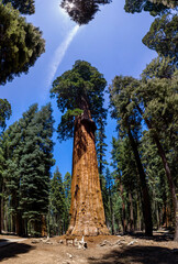 Obraz premium Huge Sequoia Trees In Sequoia National Park, California USA