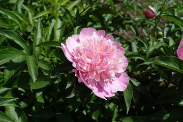 Garden peony with one pink flower in mid May