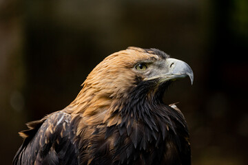 portrait of an eagle hawk