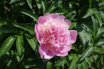 Good looking pink flower of common peony in mid May