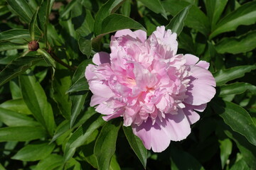 Light pink flower of common peony in mid May